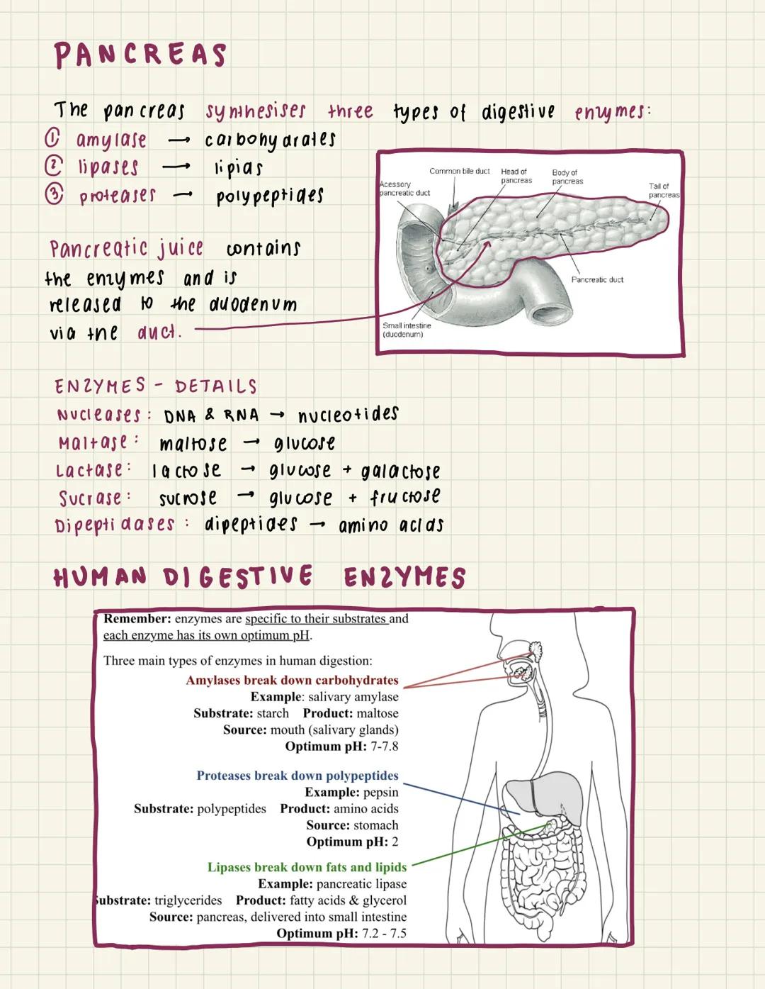 A
6.1 Digestion & absorption
THE DIGESTIVE SYSTEM
Liver
Mouth
Gall bladder.
Small
intestine
Appendix
Rectum
Small intestine
✓
duodenum
I
Sal