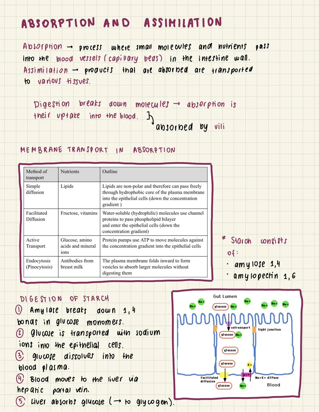 A
6.1 Digestion & absorption
THE DIGESTIVE SYSTEM
Liver
Mouth
Gall bladder.
Small
intestine
Appendix
Rectum
Small intestine
✓
duodenum
I
Sal