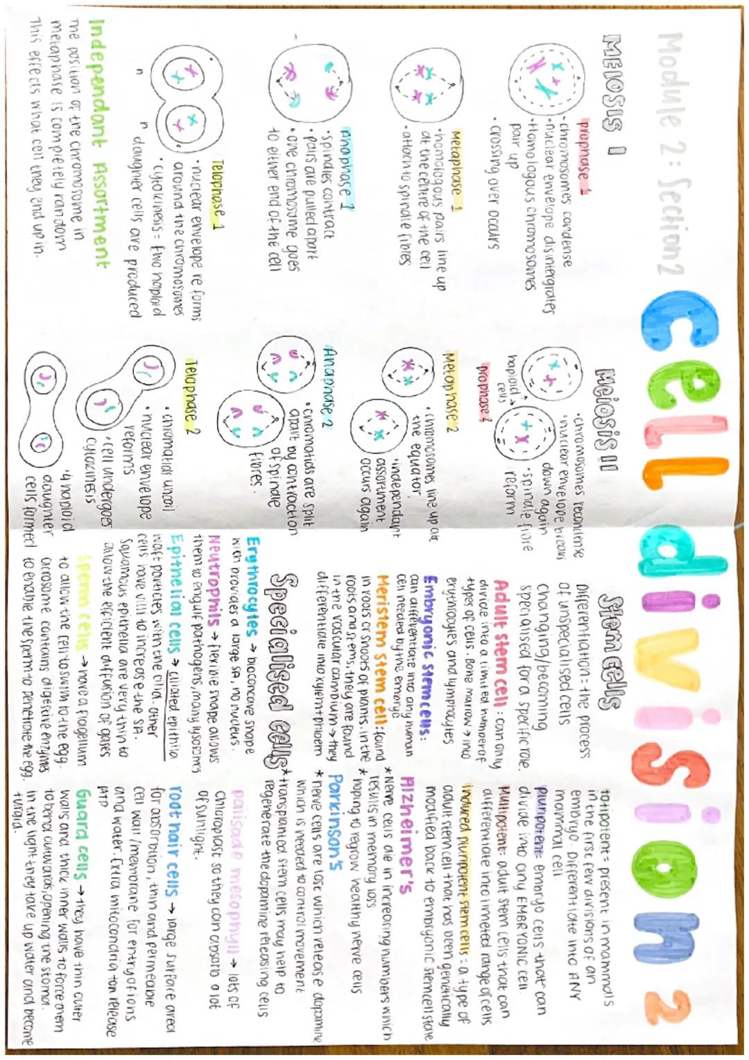 Hoare 2 Sepim 2 cell division
Module 2: Section
CELL GYCLE
G2 checkpoint
Coppha G
prepares
for mitons
S
Cherepone
M
metaphase checkpoint
MIT