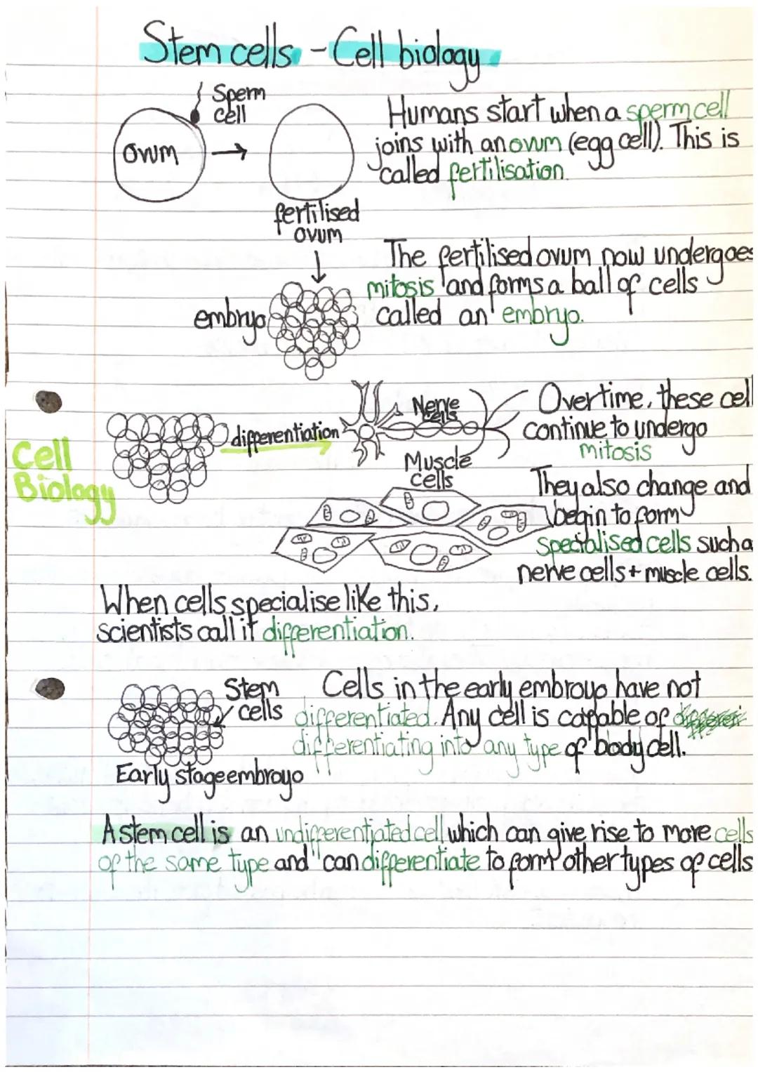 Stem cells and therapeutic cloning 