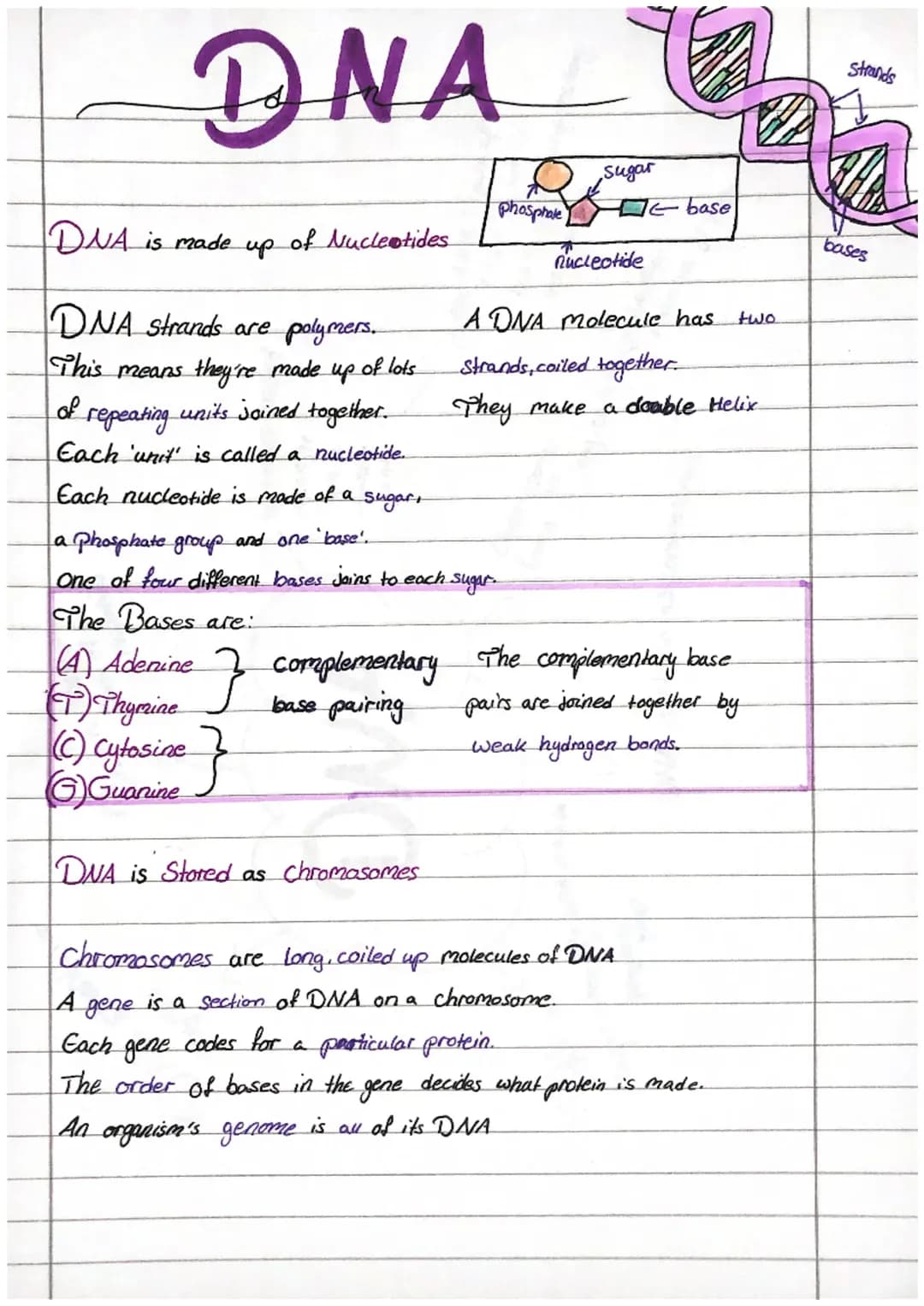 Fun DNA and Chromosomes Facts for Kids: Explore Double Helix, Nucleotides, and More!