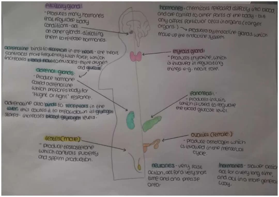 How Hormones Work: Pituitary Gland and Adrenaline Fun!