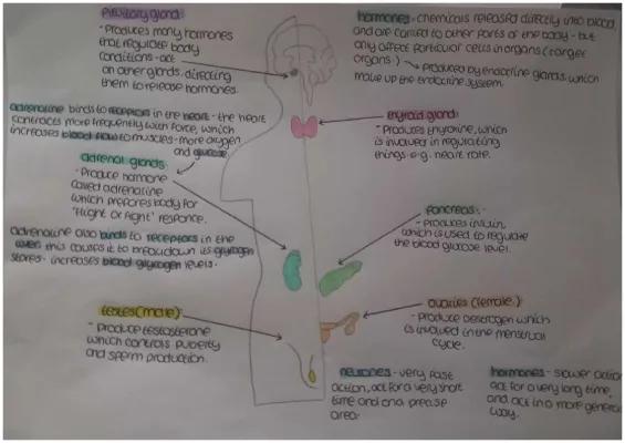 Know body hormones  thumbnail