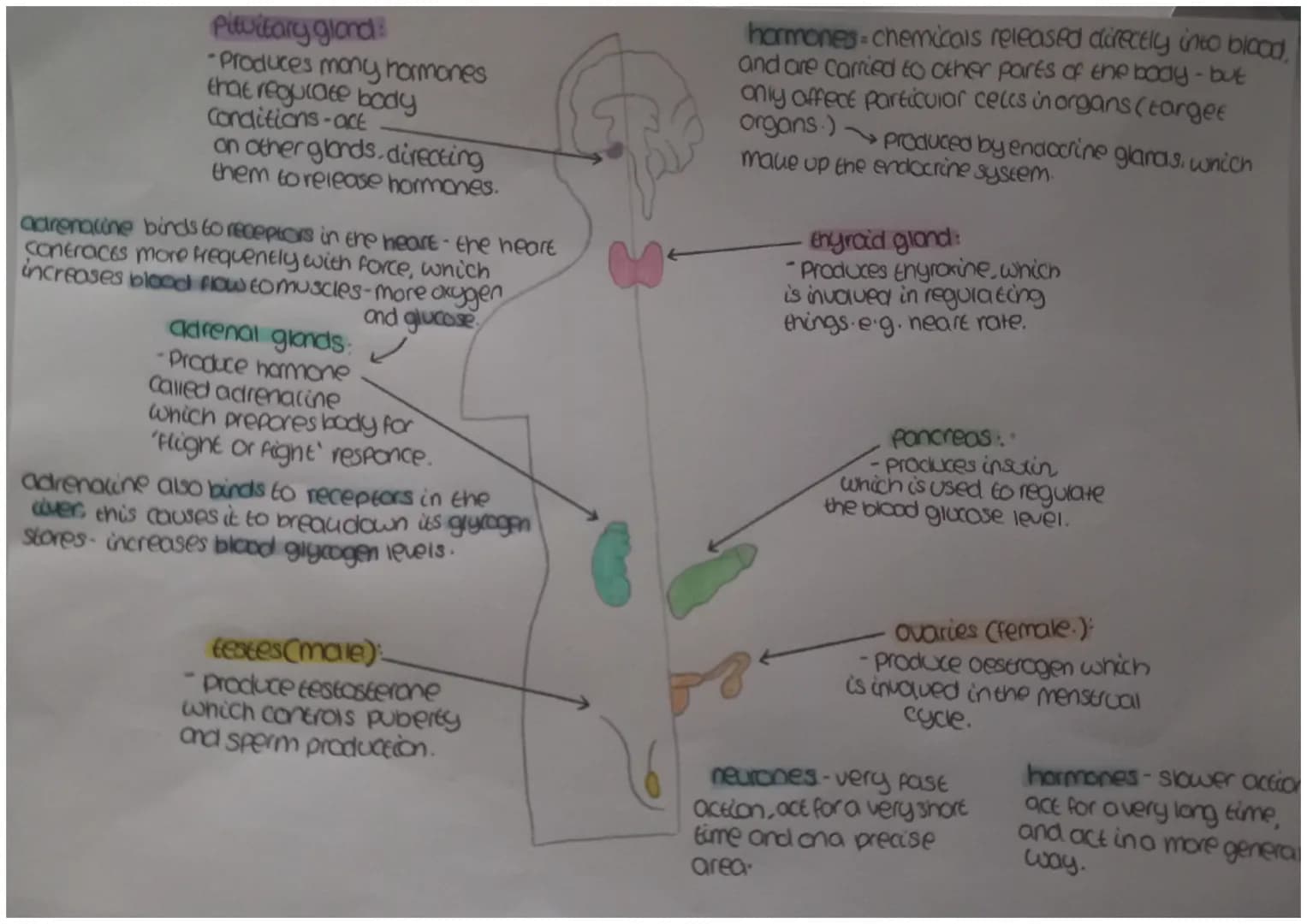 Pituitary gland
-Produces mony hormones
that regulate body
Conditions-act
on other glands.directing
them to release hormones.
adrenaline bin