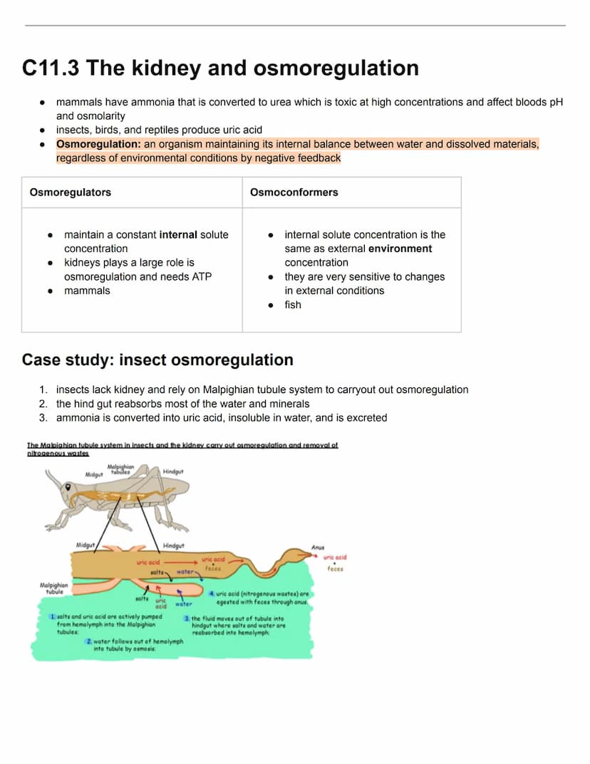 C11.1 Antibody production and vaccination
Antigens and Blood groups
• Antigen: molecule that the body recognises as foreign, triggering an i