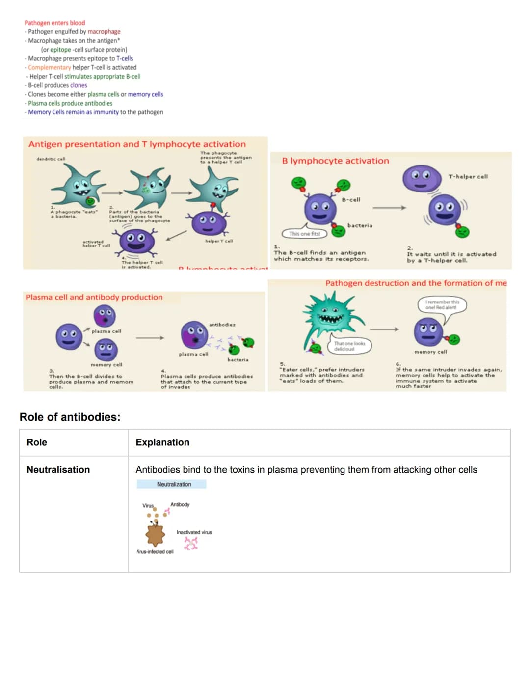 C11.1 Antibody production and vaccination
Antigens and Blood groups
• Antigen: molecule that the body recognises as foreign, triggering an i