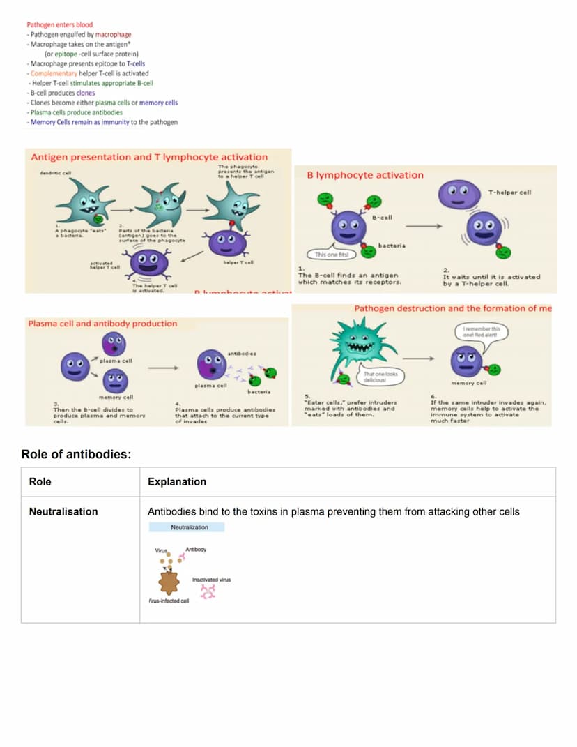 C11.1 Antibody production and vaccination
Antigens and Blood groups
• Antigen: molecule that the body recognises as foreign, triggering an i