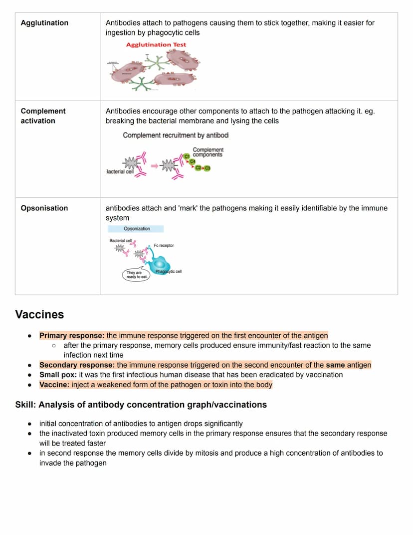 C11.1 Antibody production and vaccination
Antigens and Blood groups
• Antigen: molecule that the body recognises as foreign, triggering an i
