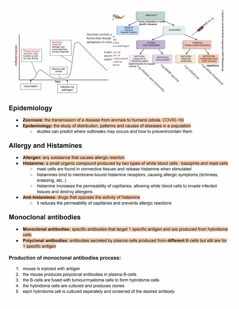 C11.1 Antibody production and vaccination
Antigens and Blood groups
• Antigen: molecule that the body recognises as foreign, triggering an i