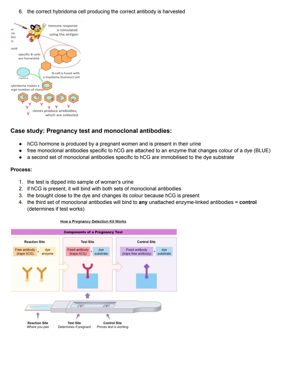 C11.1 Antibody production and vaccination
Antigens and Blood groups
• Antigen: molecule that the body recognises as foreign, triggering an i
