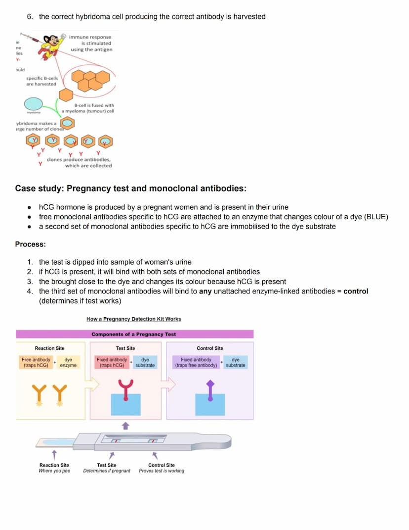 C11.1 Antibody production and vaccination
Antigens and Blood groups
• Antigen: molecule that the body recognises as foreign, triggering an i