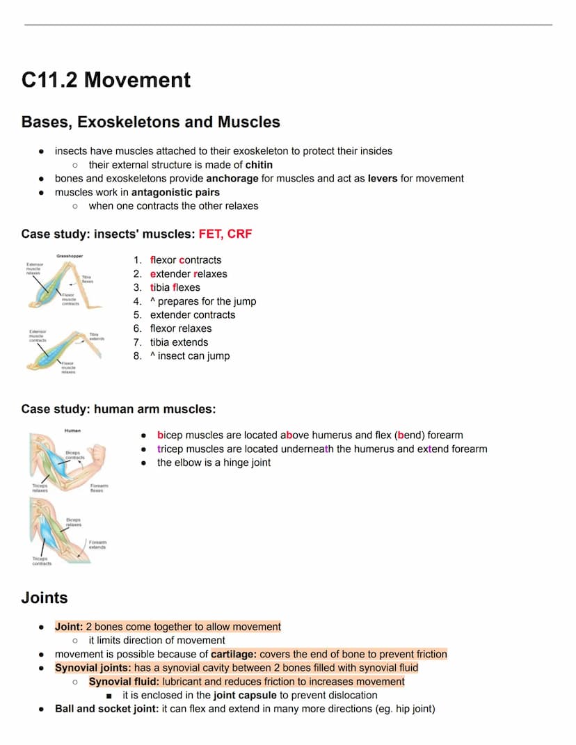 C11.1 Antibody production and vaccination
Antigens and Blood groups
• Antigen: molecule that the body recognises as foreign, triggering an i