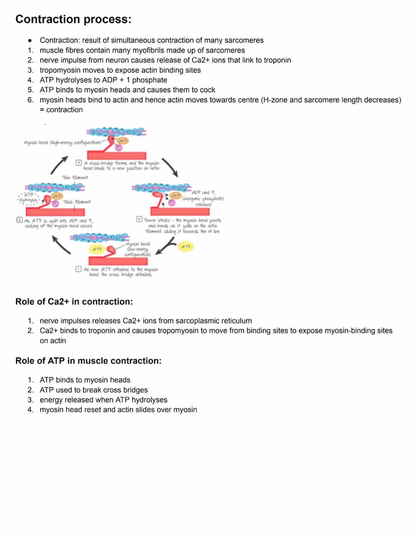 C11.1 Antibody production and vaccination
Antigens and Blood groups
• Antigen: molecule that the body recognises as foreign, triggering an i