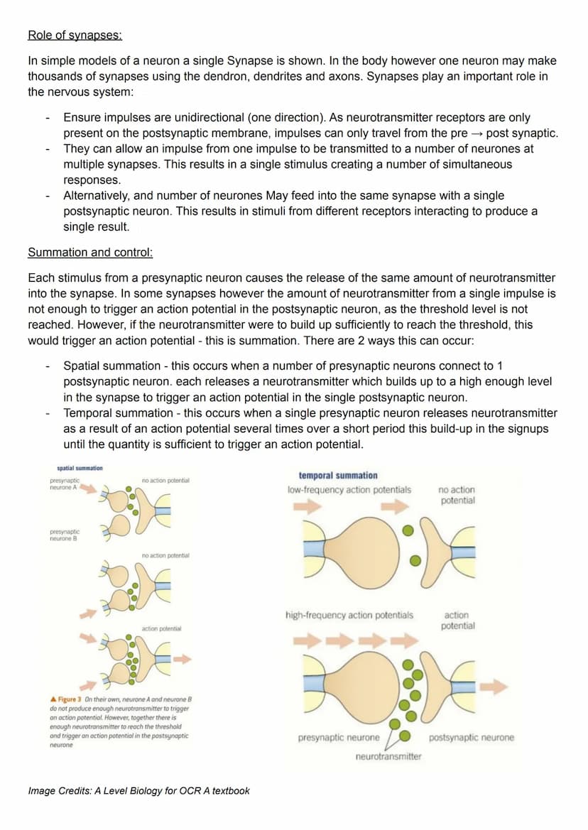 Structure of the synapse:
• Synapses are the gaps between neurons
●
They are where the axon terminals of the presynaptic neuron (the neuron 