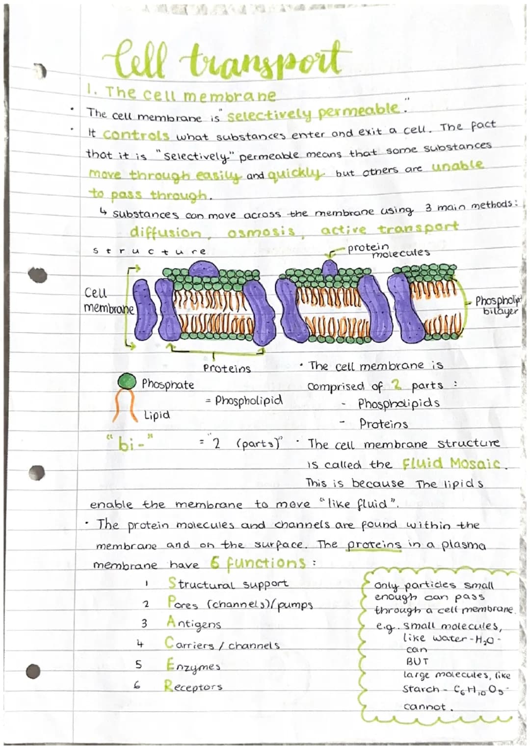 Cell transport
1. The cell membrane
The cell membrane is selectively permeable."
It controls what substances enter and exit a cell. The fact