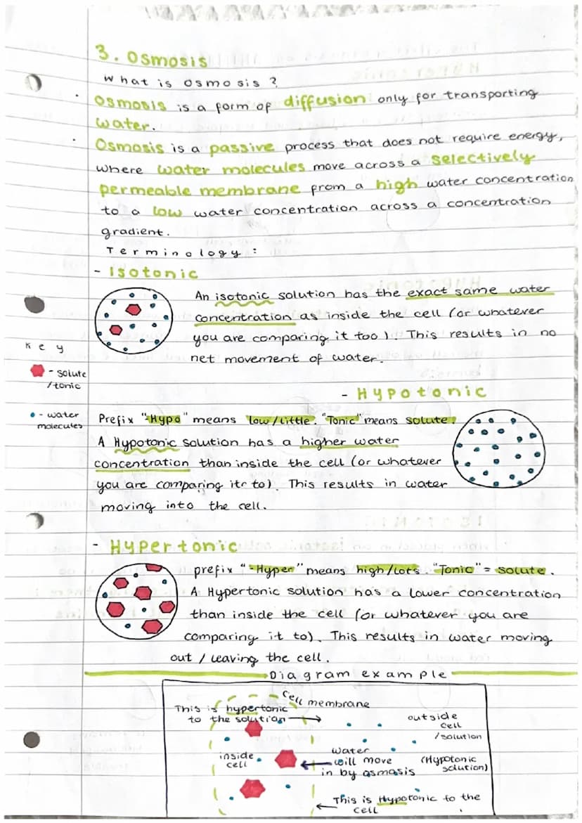 Cell transport
1. The cell membrane
The cell membrane is selectively permeable."
It controls what substances enter and exit a cell. The fact