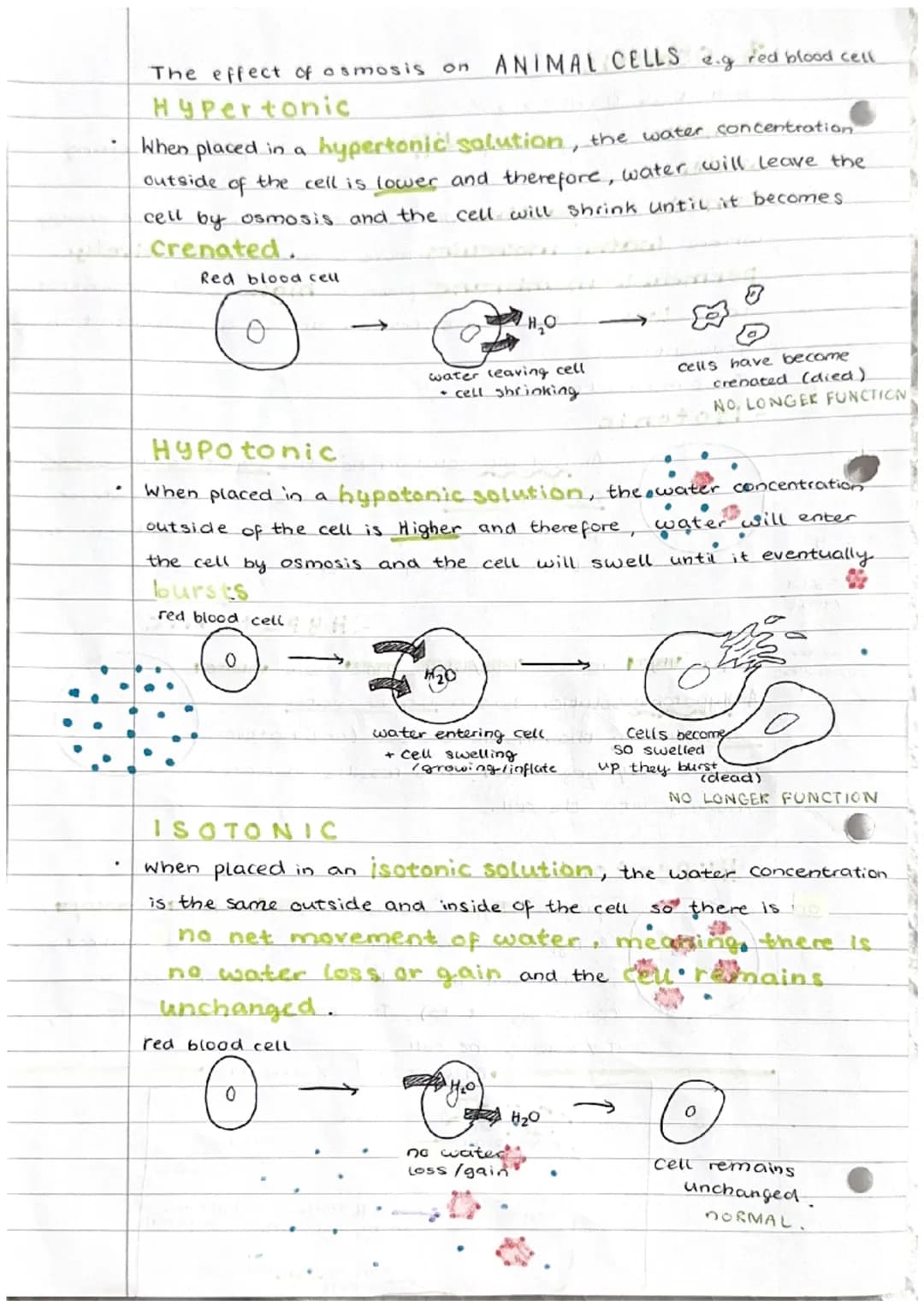 Cell transport
1. The cell membrane
The cell membrane is selectively permeable."
It controls what substances enter and exit a cell. The fact