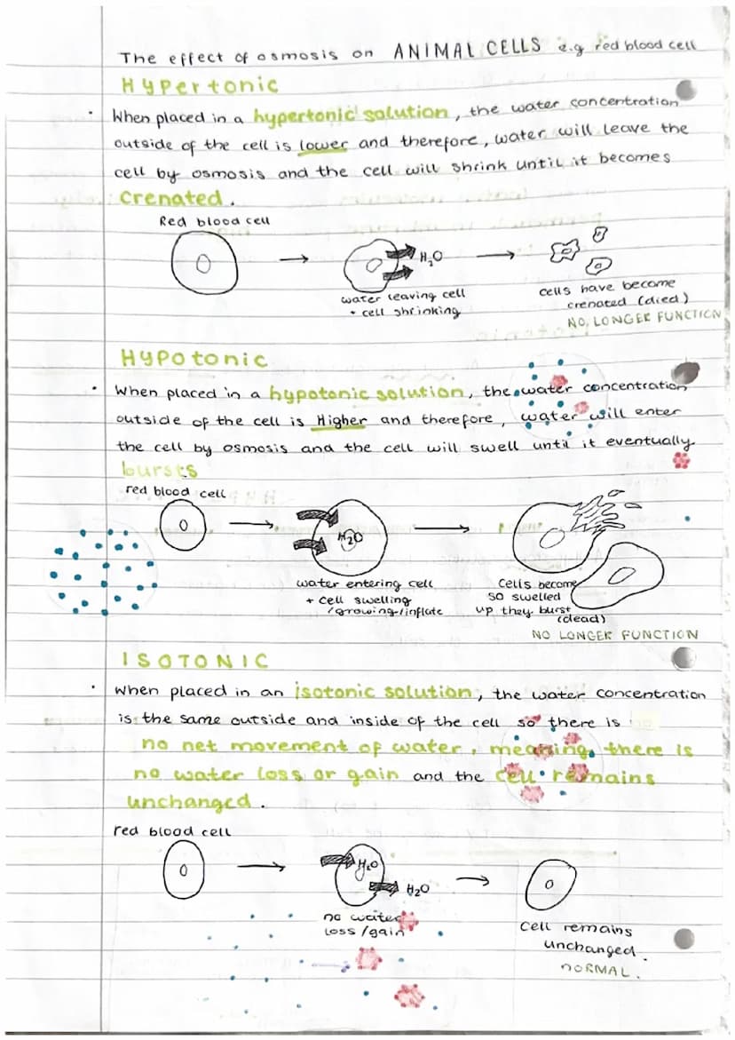 Cell transport
1. The cell membrane
The cell membrane is selectively permeable."
It controls what substances enter and exit a cell. The fact