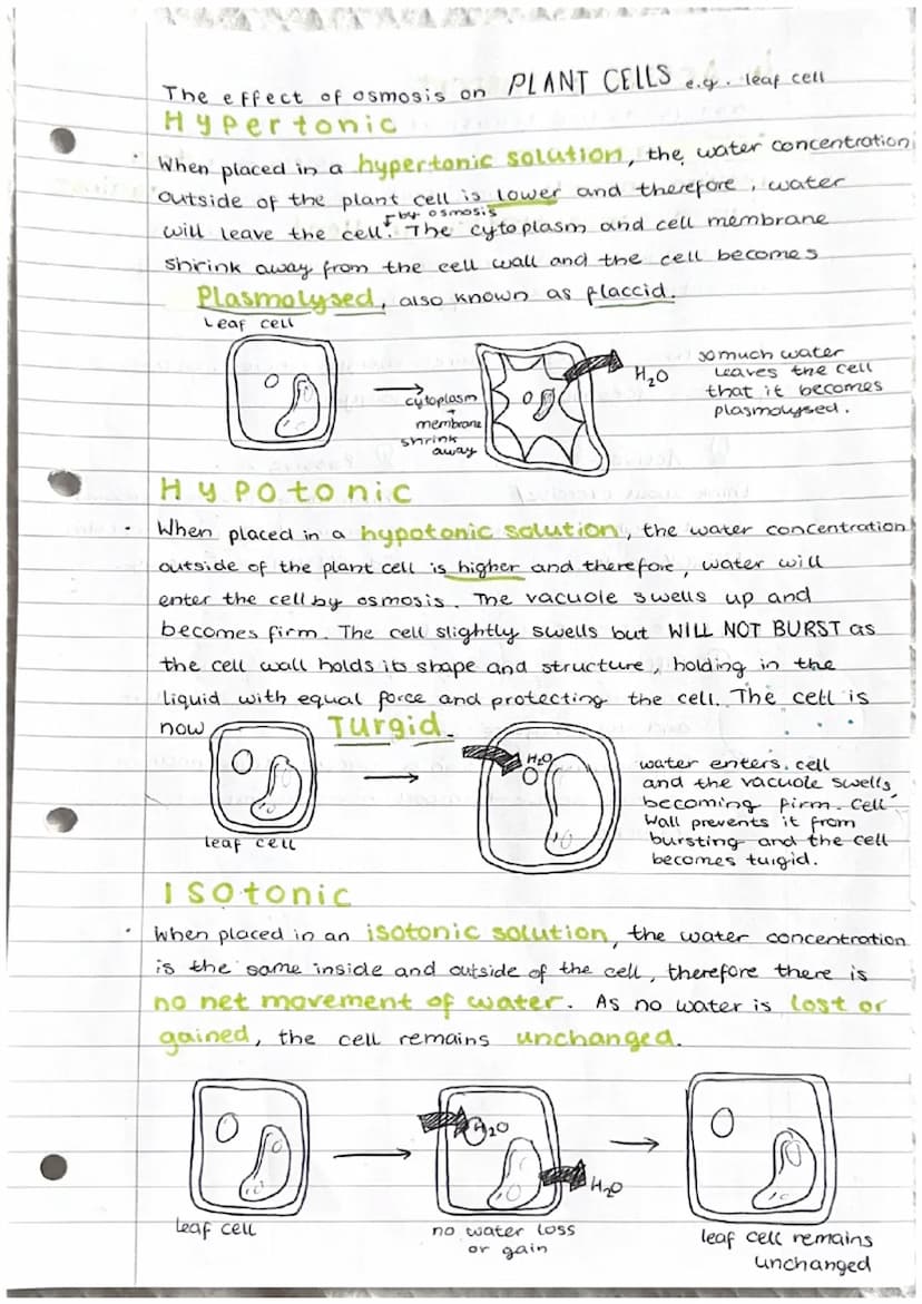 Cell transport
1. The cell membrane
The cell membrane is selectively permeable."
It controls what substances enter and exit a cell. The fact