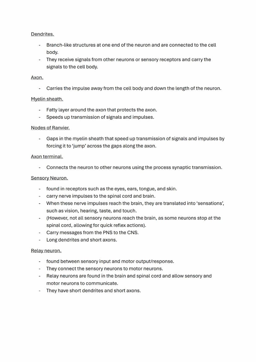 Biopsychology topic notes
The nervous system.
-
A specialised network of cells in the human body.
It is our primary internal communication s