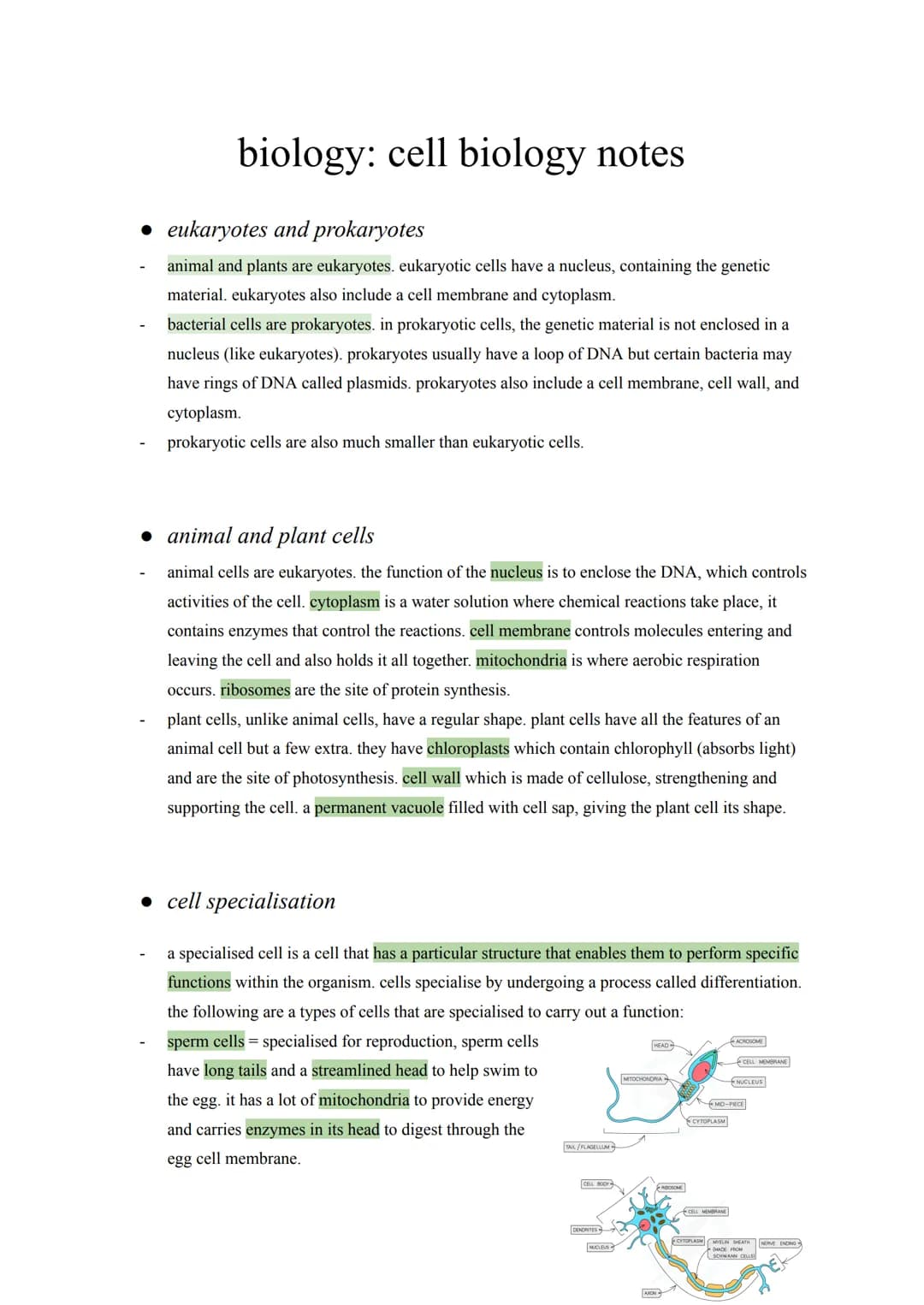 biology: cell biology notes
• eukaryotes and prokaryotes
animal and plants are eukaryotes. eukaryotic cells have a nucleus, containing the g
