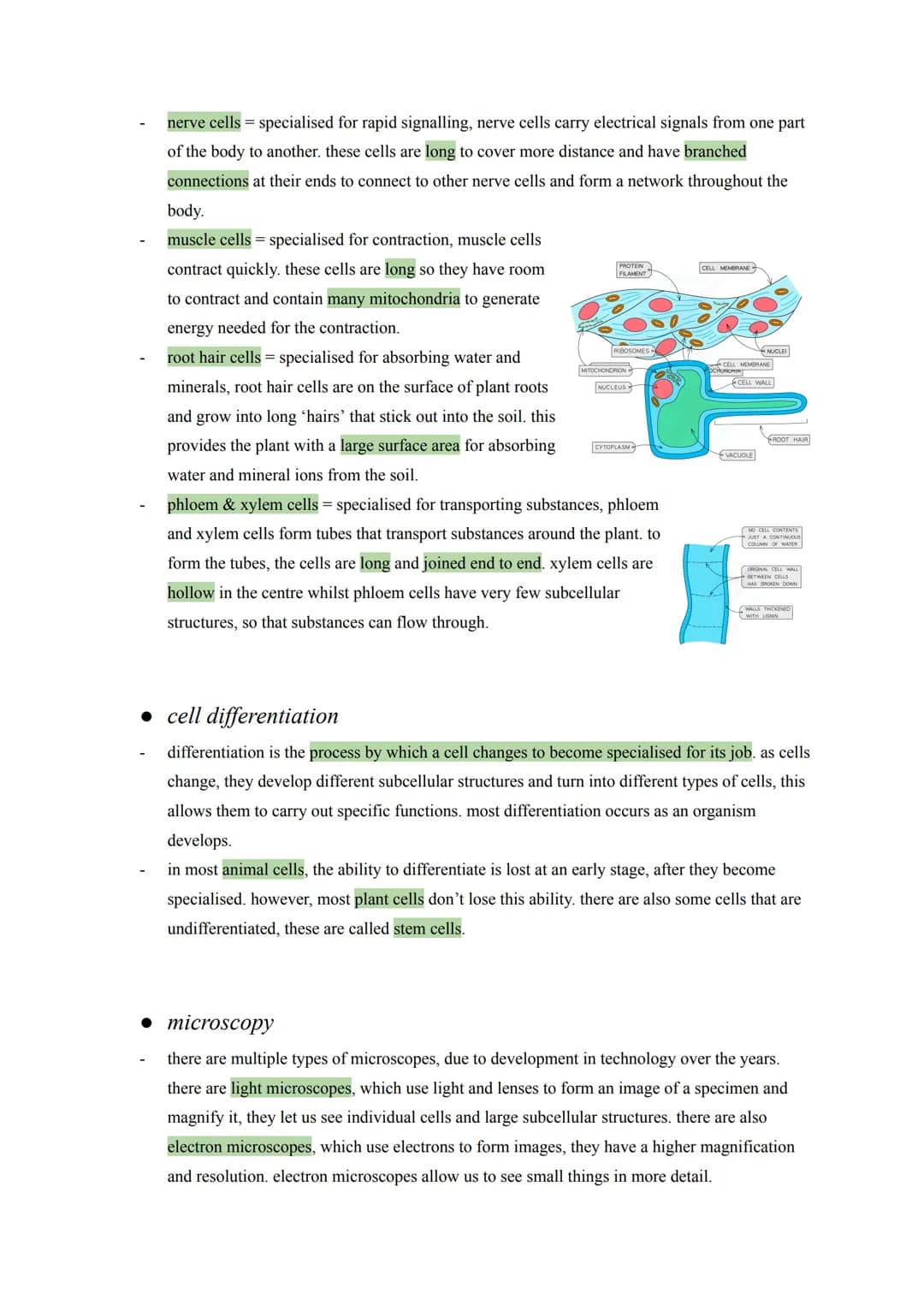 biology: cell biology notes
• eukaryotes and prokaryotes
animal and plants are eukaryotes. eukaryotic cells have a nucleus, containing the g