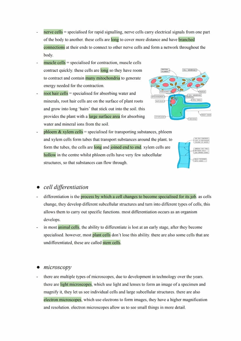 biology: cell biology notes
• eukaryotes and prokaryotes
animal and plants are eukaryotes. eukaryotic cells have a nucleus, containing the g