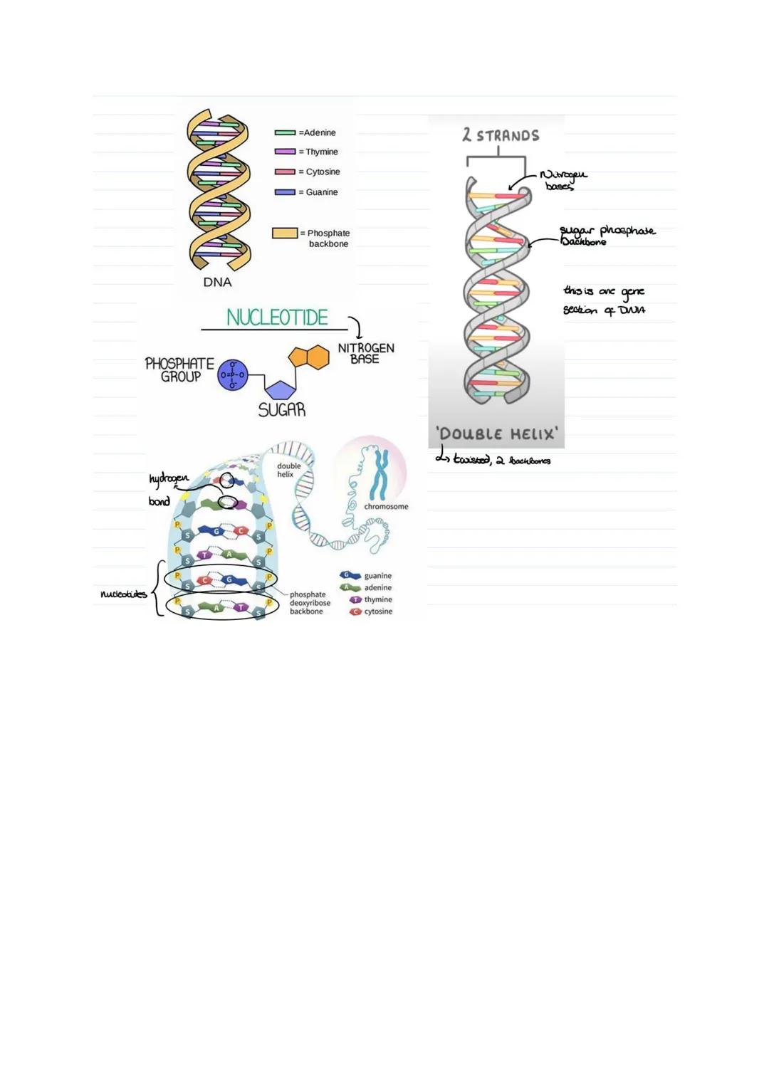 Introductory Notes - DNA
14 October 2021
20:41
DNA Deoxyribo Nucleic Acid
->Found in the nucleus of every cell
-> Double Helix structure com