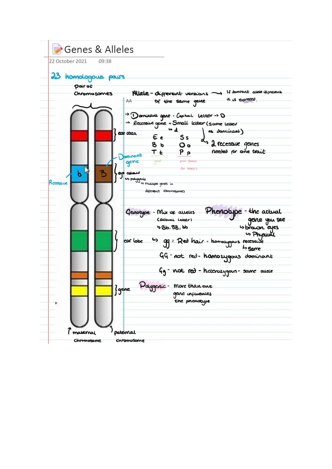 Introductory Notes - DNA
14 October 2021
20:41
DNA Deoxyribo Nucleic Acid
->Found in the nucleus of every cell
-> Double Helix structure com