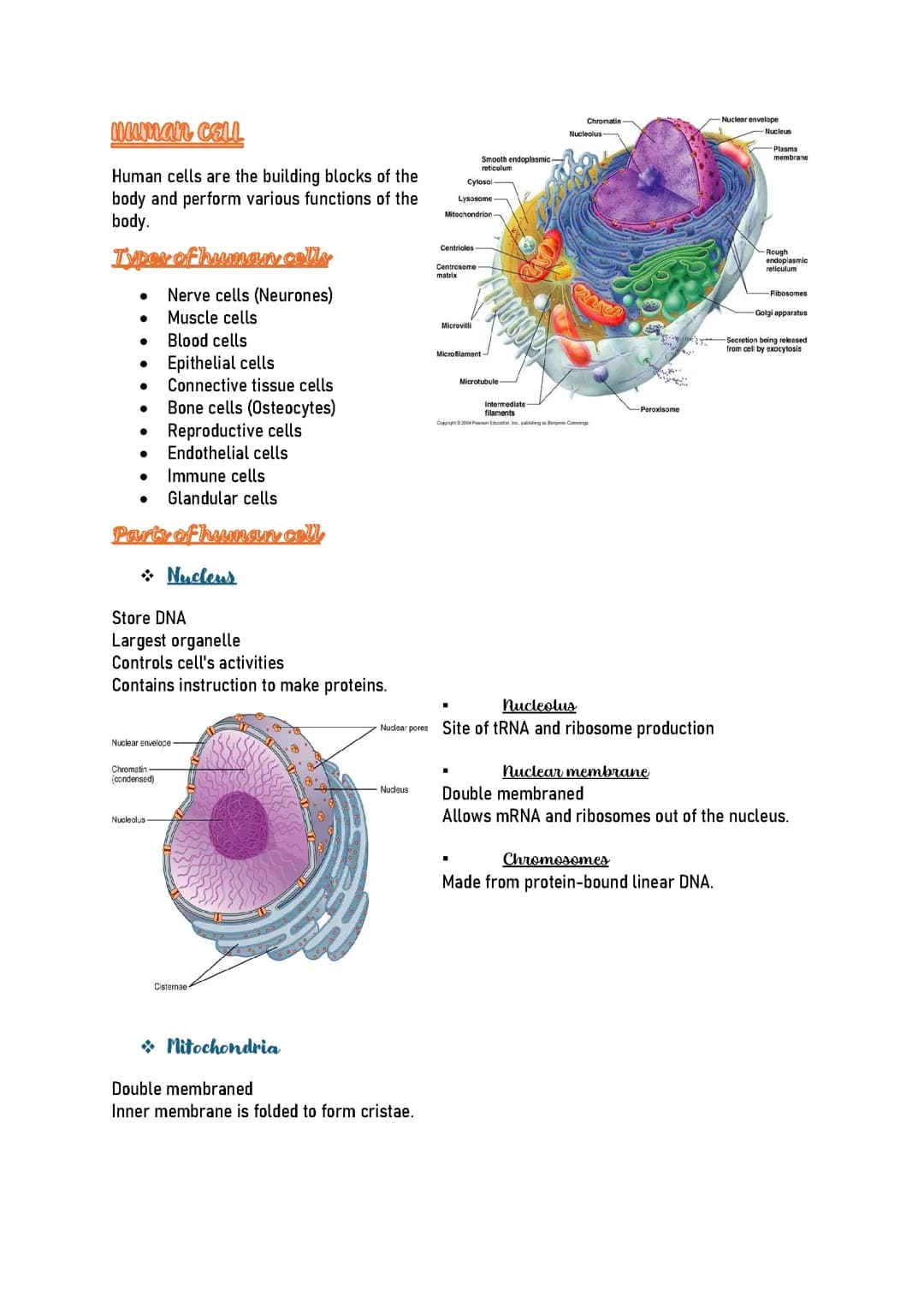 Human cell 