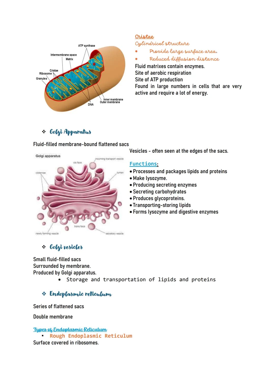Human CELL
Human cells are the building blocks of the
body and perform various functions of the
body.
Types of human cells
Nerve cells (Neur