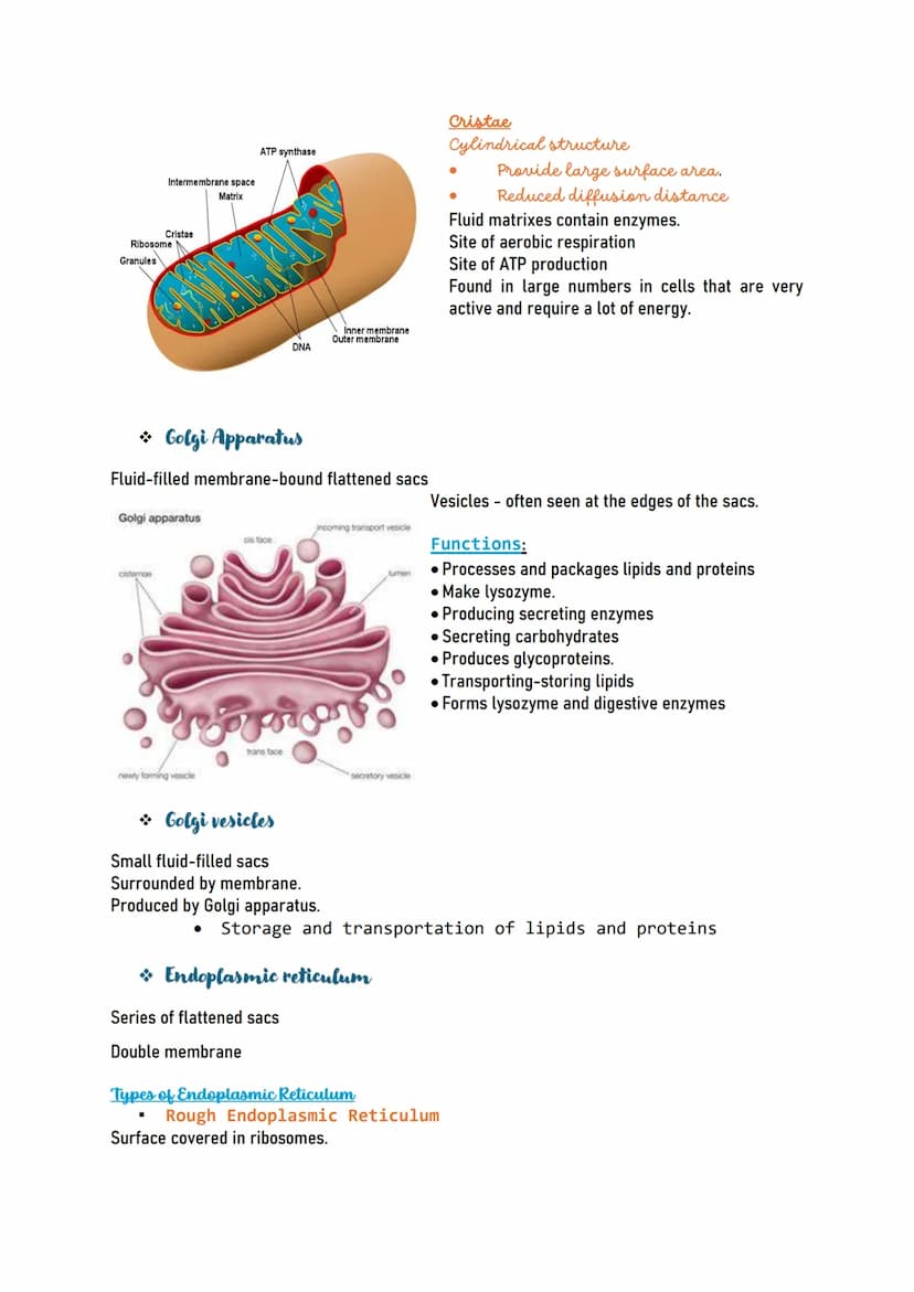 Human CELL
Human cells are the building blocks of the
body and perform various functions of the
body.
Types of human cells
Nerve cells (Neur