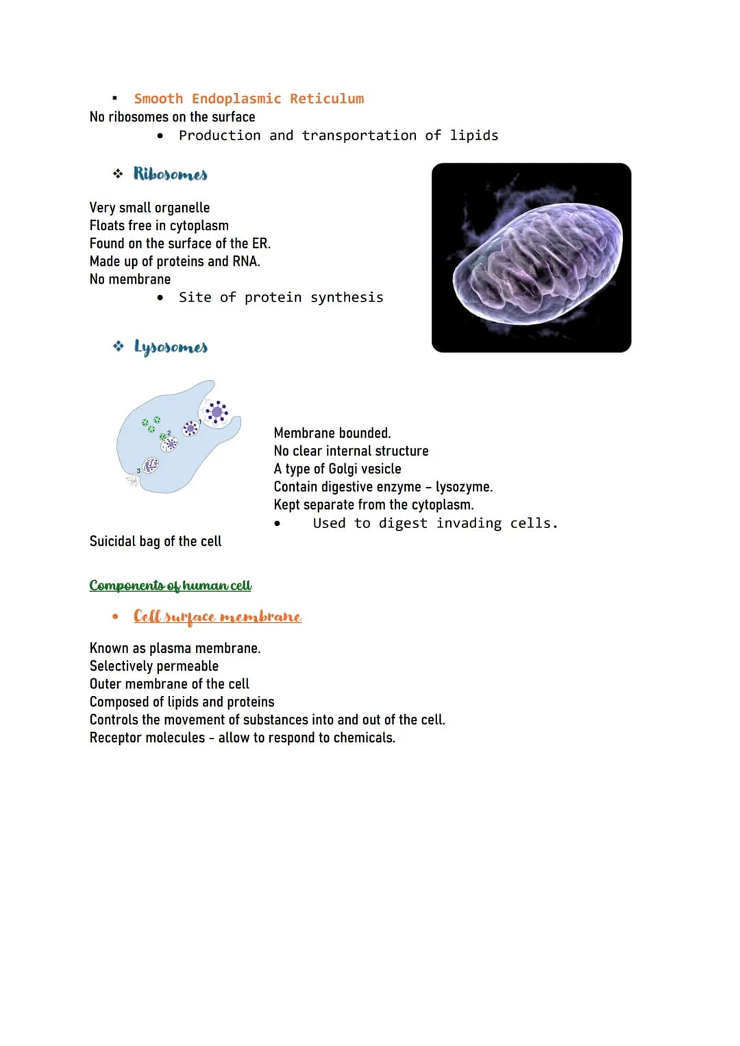 Human CELL
Human cells are the building blocks of the
body and perform various functions of the
body.
Types of human cells
Nerve cells (Neur