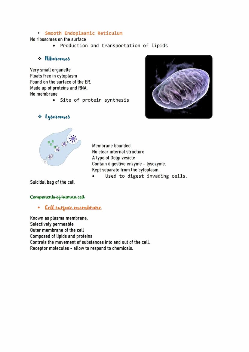 Human CELL
Human cells are the building blocks of the
body and perform various functions of the
body.
Types of human cells
Nerve cells (Neur