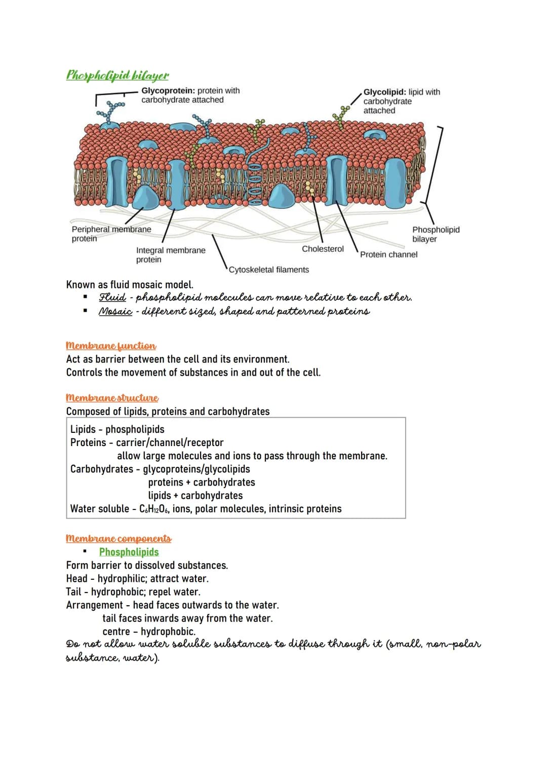 Human CELL
Human cells are the building blocks of the
body and perform various functions of the
body.
Types of human cells
Nerve cells (Neur