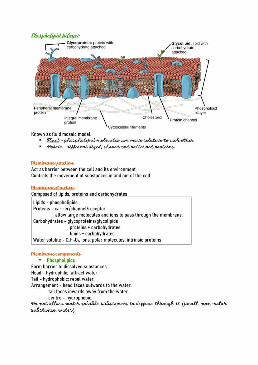 Human CELL
Human cells are the building blocks of the
body and perform various functions of the
body.
Types of human cells
Nerve cells (Neur