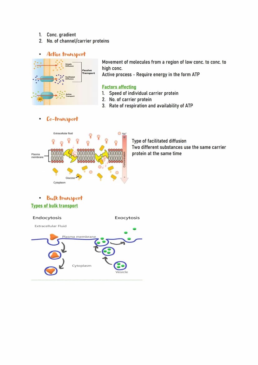 Human CELL
Human cells are the building blocks of the
body and perform various functions of the
body.
Types of human cells
Nerve cells (Neur