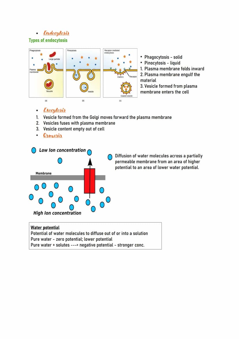 Human CELL
Human cells are the building blocks of the
body and perform various functions of the
body.
Types of human cells
Nerve cells (Neur