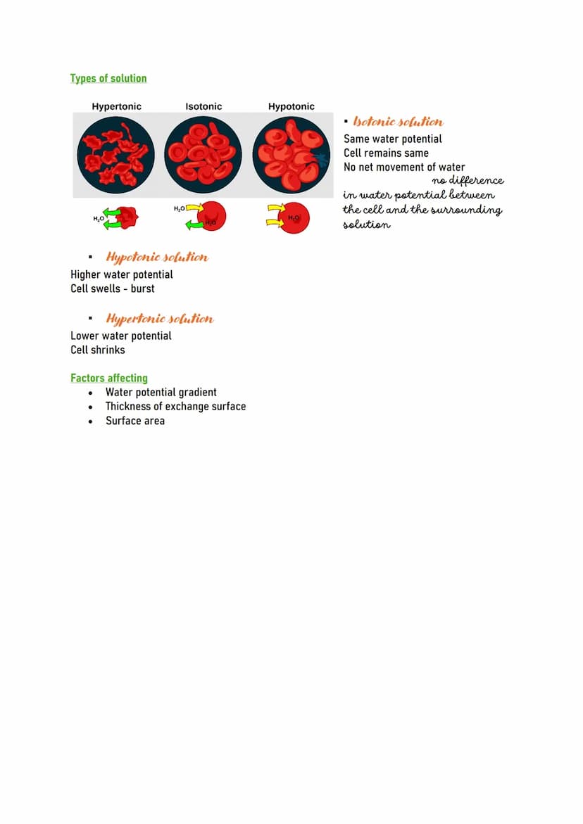 Human CELL
Human cells are the building blocks of the
body and perform various functions of the
body.
Types of human cells
Nerve cells (Neur