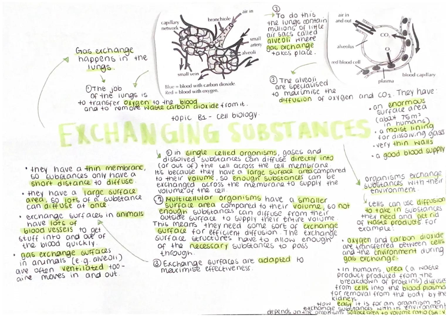# Gas exchange
☆ happens in the
lungs.

The job
of the lungs is
to transfer oxygen to the blood
and to remove waste carbon dioxide from it.
