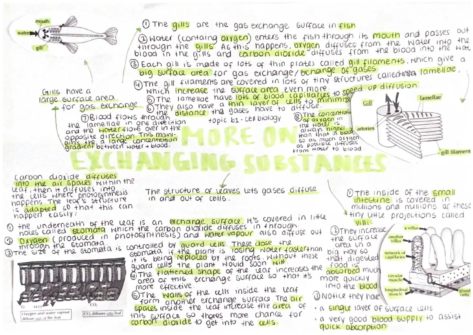 # Gas exchange
☆ happens in the
lungs.

The job
of the lungs is
to transfer oxygen to the blood
and to remove waste carbon dioxide from it.
