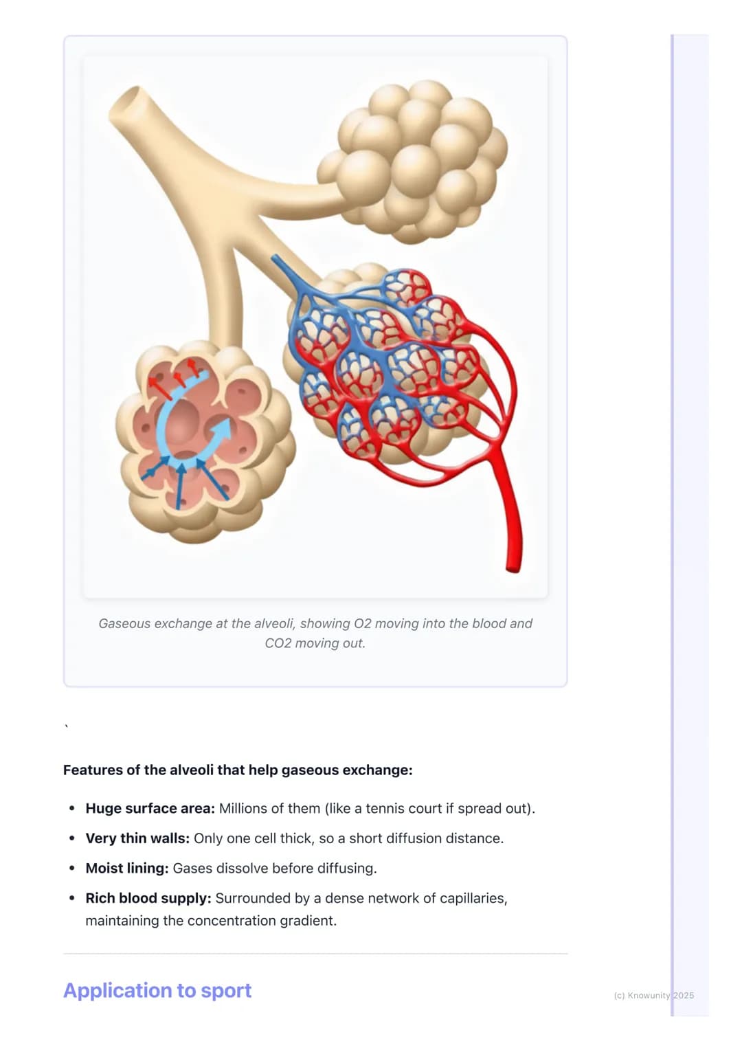 # The Respiratory System

Introduction to the respiratory system

The main job of the respiratory system is to get oxygen (02) into our body