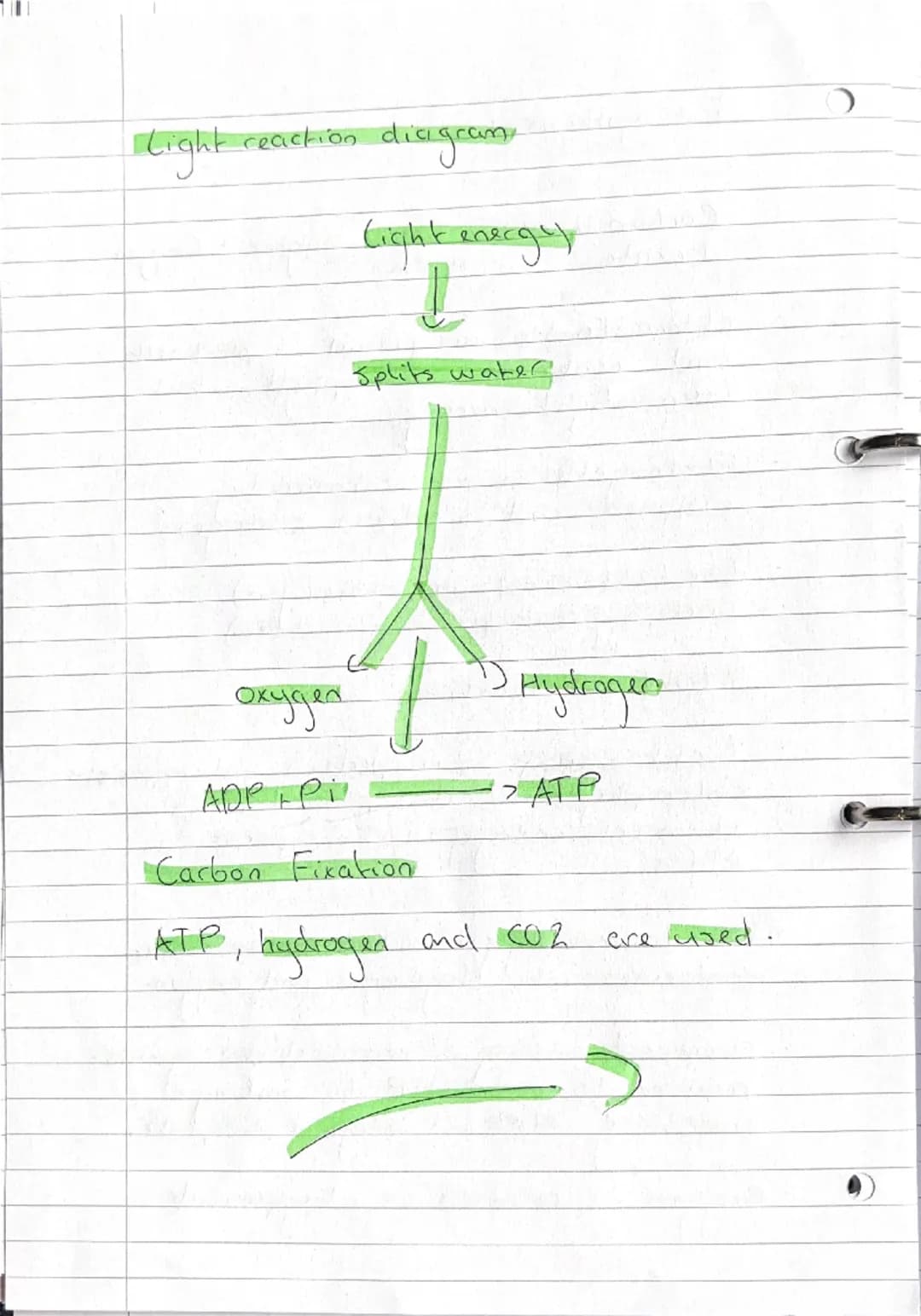 Biology N5
A habitat is the place where an organism
Lives
A population is the number of a type
of organism in an ecosystem
A Community is al