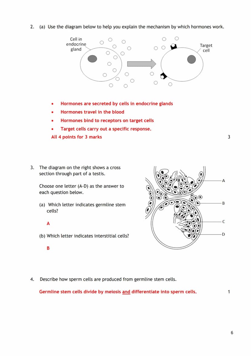 
<p><strong>Key Word/Phrase</strong><br />
Sperm<br />
Ovum<br />
Ova<br />
Germline stem cells<br />
Meiosis</p>
<p><strong>Definition</str