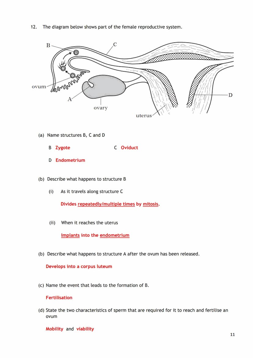 
<p><strong>Key Word/Phrase</strong><br />
Sperm<br />
Ovum<br />
Ova<br />
Germline stem cells<br />
Meiosis</p>
<p><strong>Definition</str