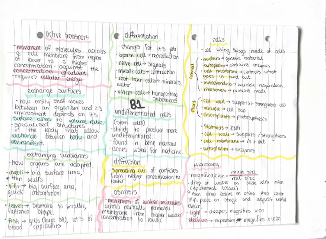 Biology paper 1 foundation & higher