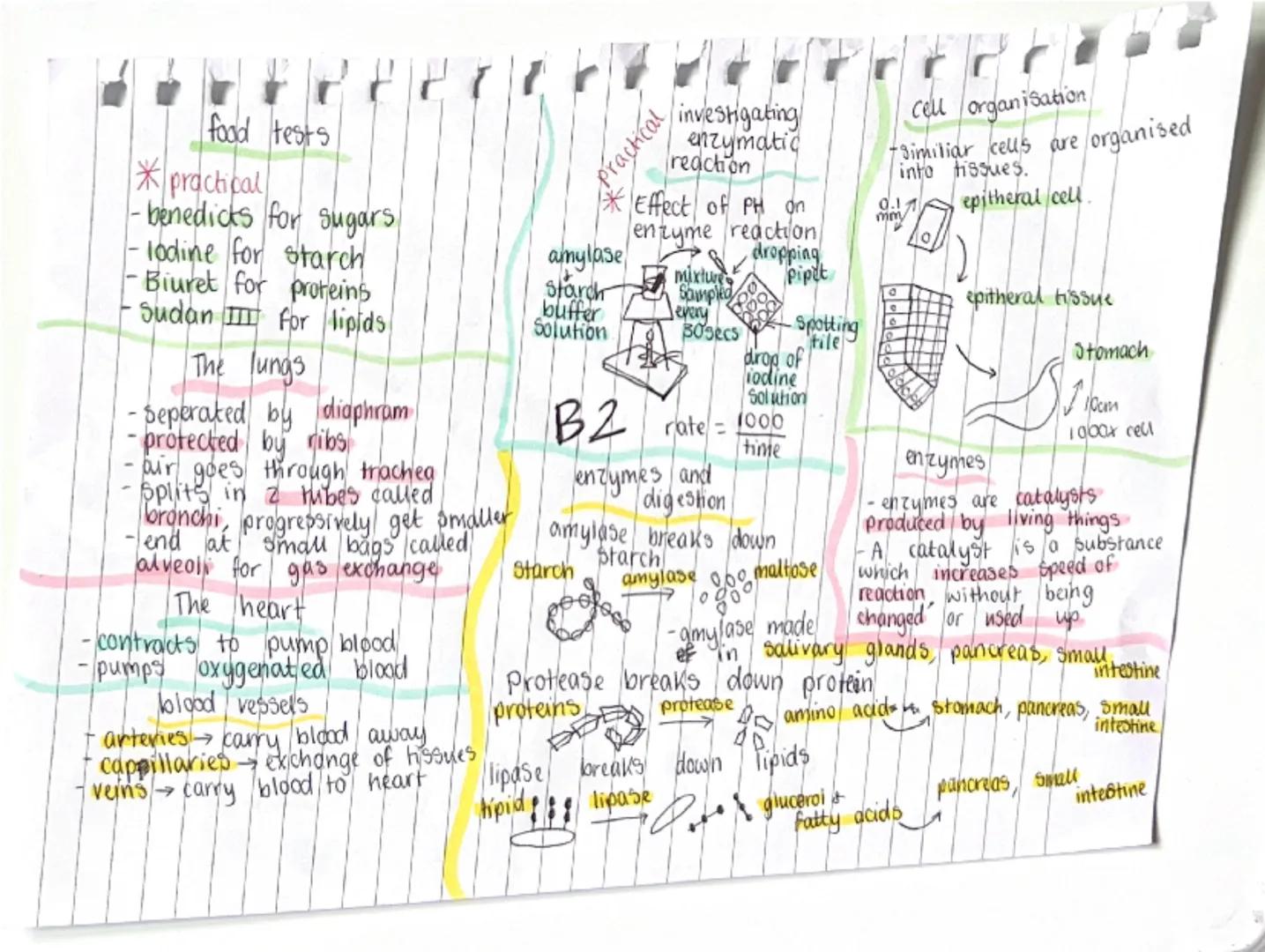 active transport
- movement of molecules across
a cell membrane from region
of lower to a higher
concentration against the
concentration gra