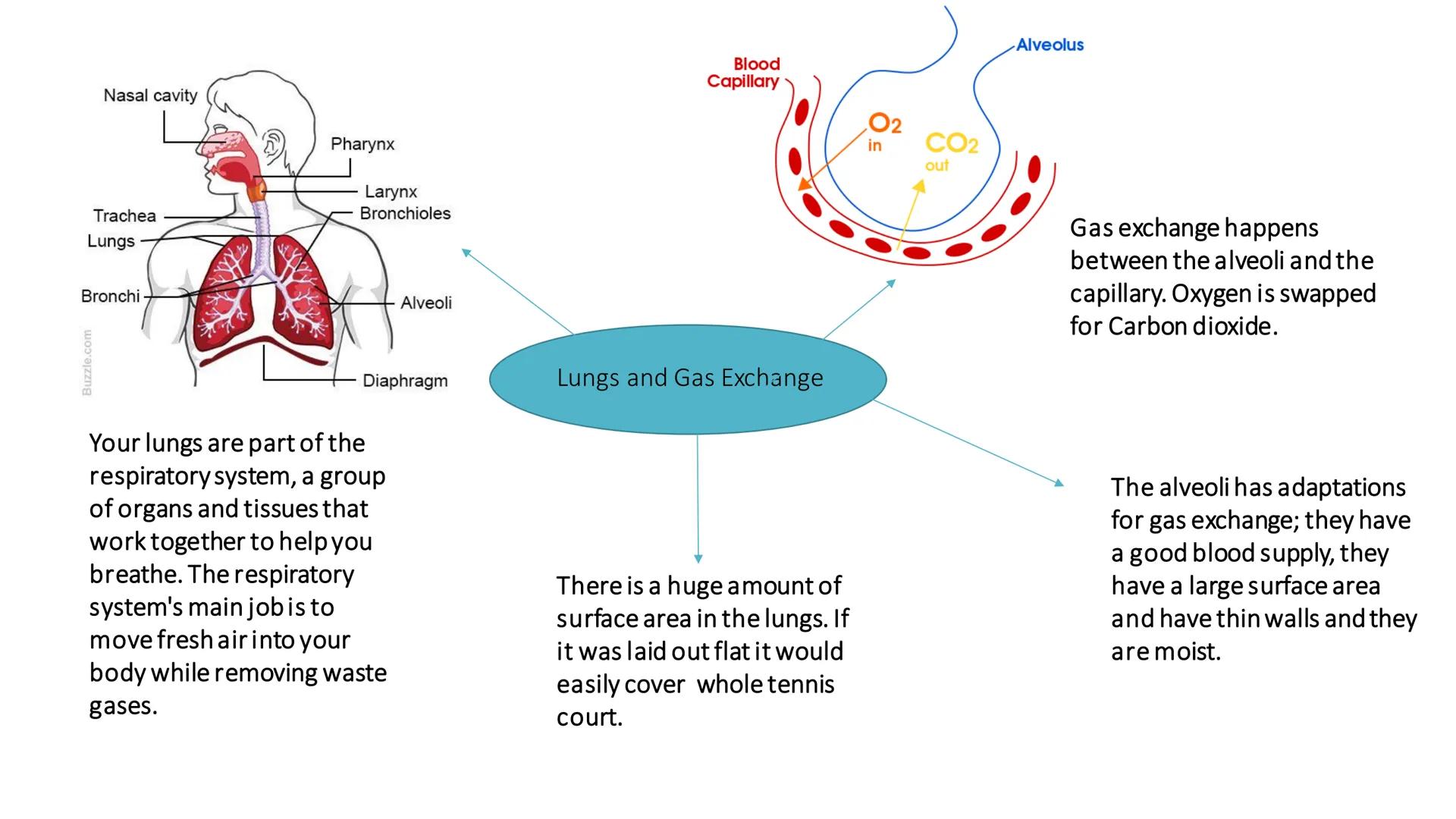 Lungs and Gas
Exchange Nasal cavity
Trachea
Lungs
Bronchi
Buzzle.com
Pharynx
Larynx
Bronchioles
Alveoli
Diaphragm
Your lungs are part of the