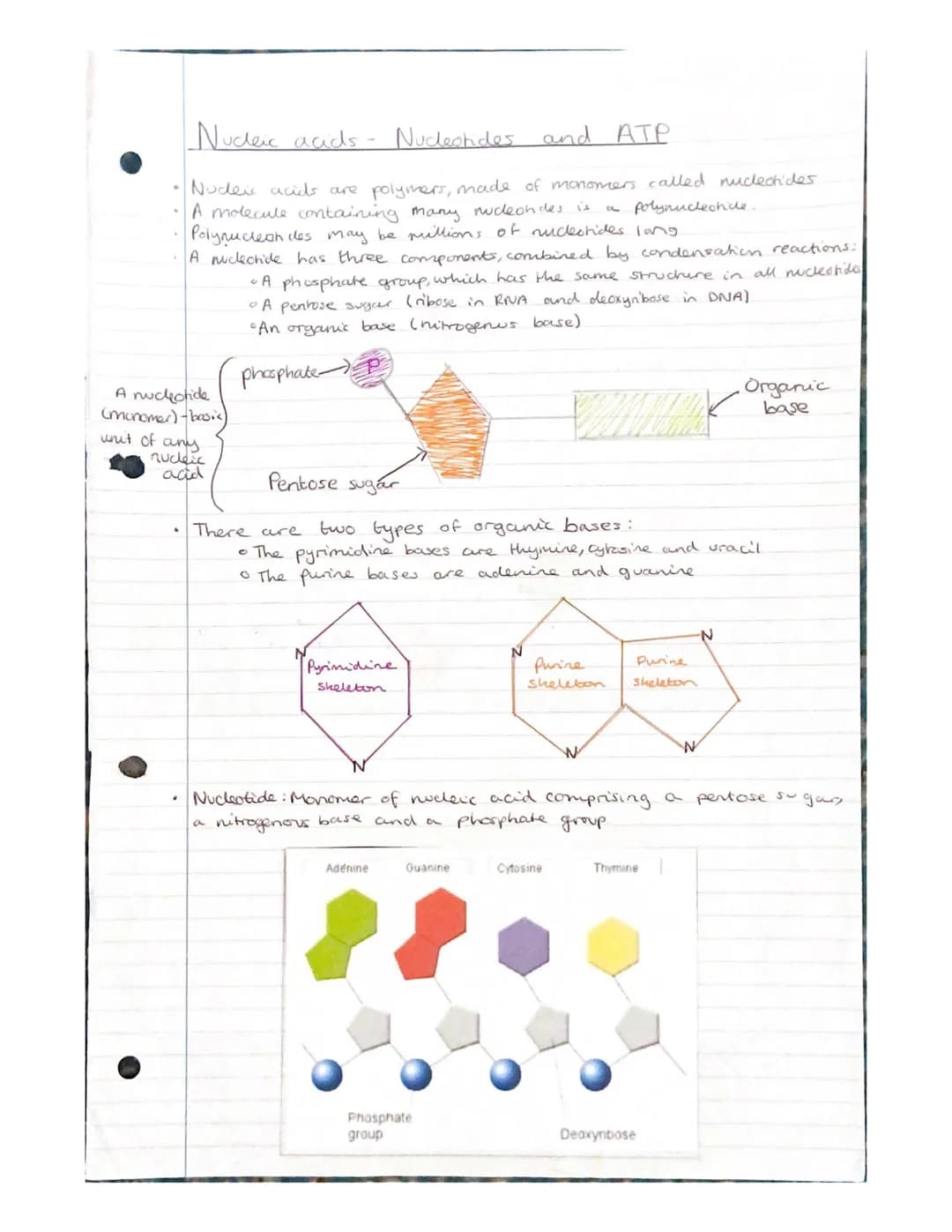 Nucleic acids- Nucleotides and
ATP
Nudeic acids are polymers, made of monomers called nucleotides.
A molecule containing many nucleondes is
