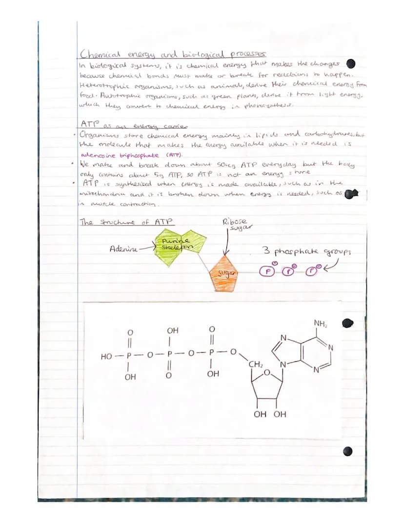 Nucleic acids- Nucleotides and
ATP
Nudeic acids are polymers, made of monomers called nucleotides.
A molecule containing many nucleondes is
